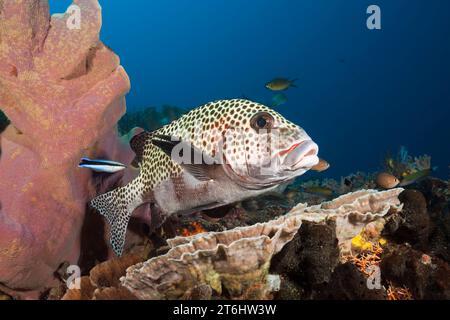 Harlequin Sweetlips and Cleaner Wrasse, Plectorhinchus chaetodonoides, Raja Ampat, West Papua, Indonesien Stockfoto