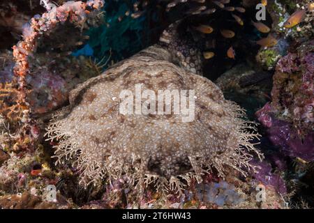 Quasten Wobbegong, Eucrossorhinus Dasypogon, Raja Ampat, West Papua, Indonesien Stockfoto