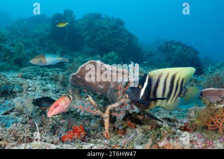 Sechsbandengelbfische im Korallenriff, Pomacanthus sexstriatus, Raja Ampat, West Papua, Indonesien Stockfoto