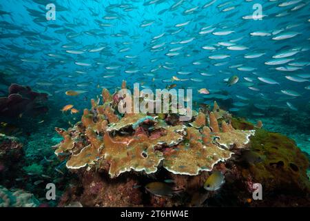Fusiliers über Korallenriff, Pterocaesio tesselata, Raja Ampat, West Papua, Indonesien Stockfoto