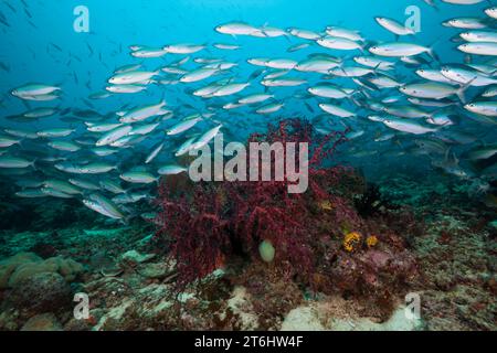Fusiliers über Korallenriff, Pterocaesio tesselata, Raja Ampat, West Papua, Indonesien Stockfoto