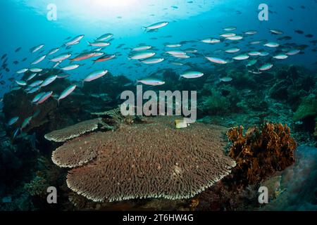 Fusiliers über Korallenriff, Pterocaesio tesselata, Raja Ampat, West Papua, Indonesien Stockfoto