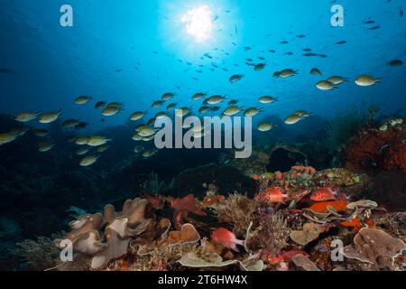 Korallenfische im Korallenriff, Raja Ampat, West Papua, Indonesien Stockfoto