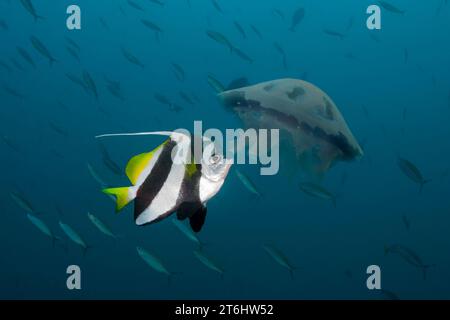 Bannerfisch, der Quallen füttert, Raja Ampat, West Papua, Indonesien Stockfoto