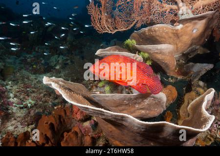 Korallen Zackenbarsch Cephalopholis Miniata, Raja Ampat, West Papua, Indonesien Stockfoto