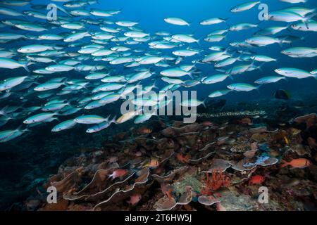 Fusiliers über Korallenriff, Pterocaesio tesselata, Raja Ampat, West Papua, Indonesien Stockfoto