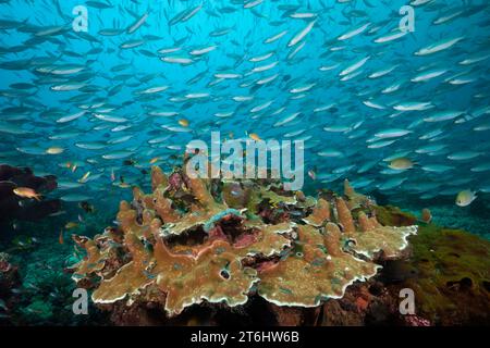 Fusiliers über Korallenriff, Pterocaesio tesselata, Raja Ampat, West Papua, Indonesien Stockfoto