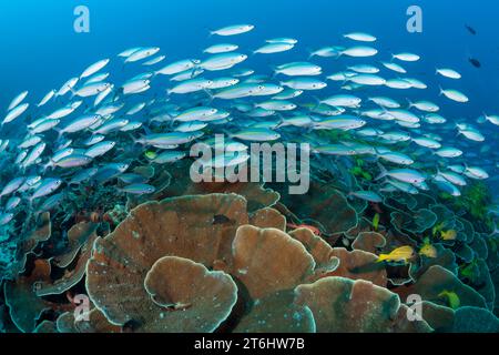 Fusiliers über Korallenriff, Pterocaesio tesselata, Raja Ampat, West Papua, Indonesien Stockfoto