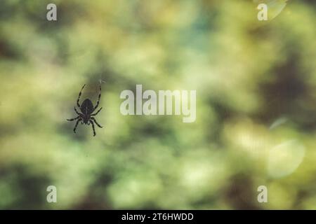 Silhouette einer Spinne auf dem Spinnennetz, grüner Hintergrund Stockfoto