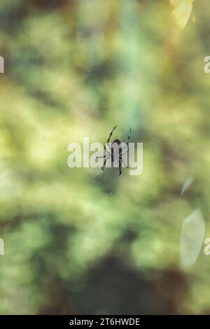 Silhouette einer Spinne auf dem Spinnennetz, grüner Hintergrund Stockfoto