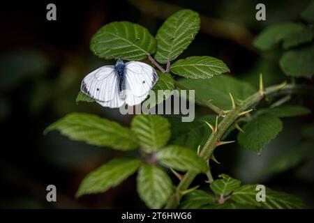 Grüner weißer Schmetterling auf brombeerblatt Stockfoto