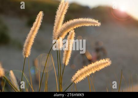 Strandgras am Strand von Noordwijk aan Zee im Sonnenuntergang, Noordwijk aan Zee, Südholland, Zuid-Holland, Nordsee, Benelux, Benelux-Länder, Niederlande, Nederland Stockfoto