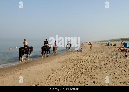 Reitpferde am Strand von Noordwijk aan Zee, Süd-Holland, Zuid-Holland, Nordsee, Benelux, Benelux-Länder, Niederlande, Nederland Stockfoto