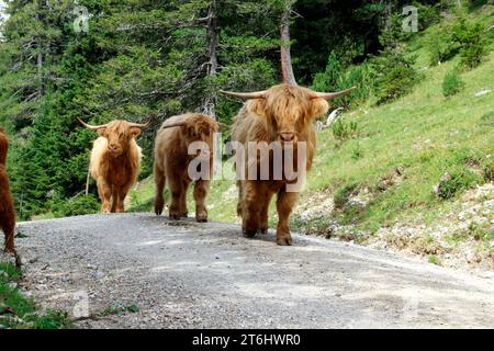 Schottische Hochlandrinder auf dem Weg nach Halleranger, Tirol, Österreich Stockfoto