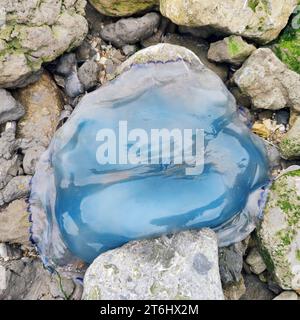 Blaue Brennnesselqualle (Cyanea lamarckii) Stockfoto