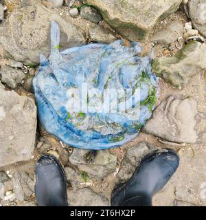 Blaue Brennnesselqualle (Cyanea lamarckii) Stockfoto