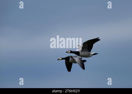 Zwei Nonnengänse (Branta leucopsis), auch Weißwangengänse genannt, im Flug, Halbinsel Eiderstedt, Nationalpark Schleswig-Holsteinisches Wattenmeer, Deutschland, Schleswig-Holstein, Nordseeküste Stockfoto