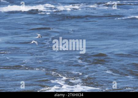 Zwei Nordseeeren fliegen über das Wasser, Halbinsel Eiderstedt, Nationalpark Schleswig-Holsteinisches Wattenmeer, Deutschland, Schleswig-Holstein, Nordseeküste Stockfoto