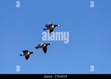 Drei Nonnengänse (Branta leucopsis), auch Weißwangengänse genannt, im Flug, Halbinsel Eiderstedt, Nationalpark Schleswig-Holsteinisches Wattenmeer, Deutschland, Schleswig-Holstein, Nordseeküste Stockfoto