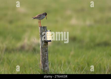 Rotschinken (Tringa totanus) in den Salzwiesen bei Westerhever, Halbinsel Eiderstedt, Nationalpark Schleswig-Holstein Wattenmeer, Deutschland, Schleswig-Holstein, Nordseeküste Stockfoto