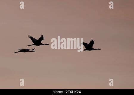 Krane fliegen bei Sonnenaufgang über die Elbaue bei Bleckede in Niedersachsen Stockfoto