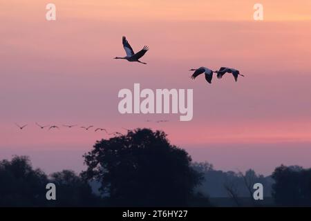 Krane fliegen bei Sonnenaufgang über die Elbaue bei Bleckede in Niedersachsen Stockfoto