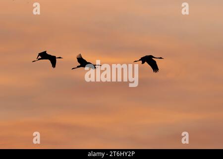 Krane fliegen bei Sonnenaufgang über die Elbaue bei Bleckede in Niedersachsen Stockfoto