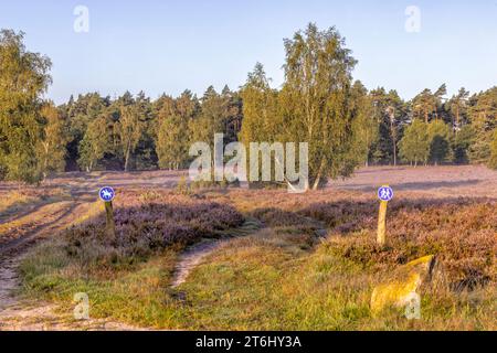 Die blühende Heidelandschaft auf Hochsaison bei Hörpel Stockfoto