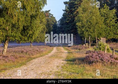 Die blühende Heidelandschaft auf Hochsaison bei Hörpel Stockfoto