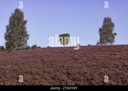 Die blühende Heidelandschaft auf Hochsaison bei Hörpel Stockfoto