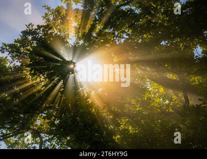 Sonnenstrahlen brechen durch den Nebel einer Eiche, Oberbayern, Bayern, Deutschland Stockfoto