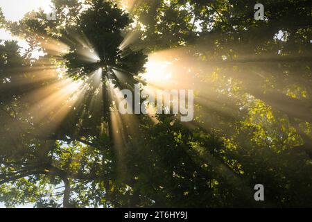Sonnenstrahlen brechen durch den Nebel einer Eiche, Oberbayern, Bayern, Deutschland Stockfoto