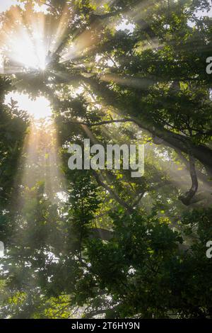 Sonnenstrahlen brechen durch den Nebel einer Eiche, Oberbayern, Bayern, Deutschland Stockfoto