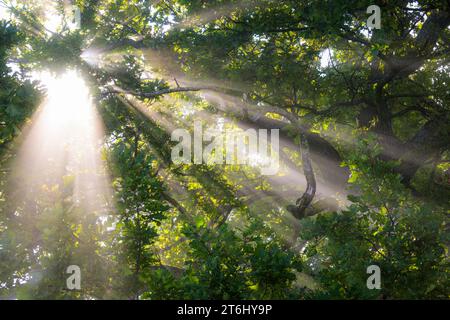 Sonnenstrahlen brechen durch den Nebel einer Eiche, Oberbayern, Bayern, Deutschland Stockfoto