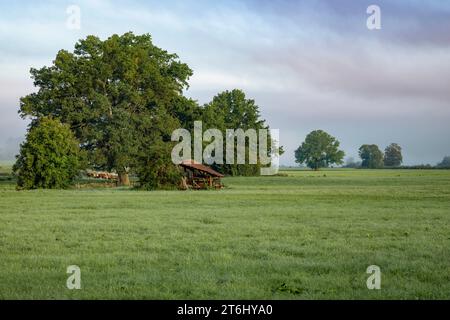Nebelstimmungen im fünf-Seen-Land, Pähl, Oberbayern, Bayern, Deutschland Stockfoto