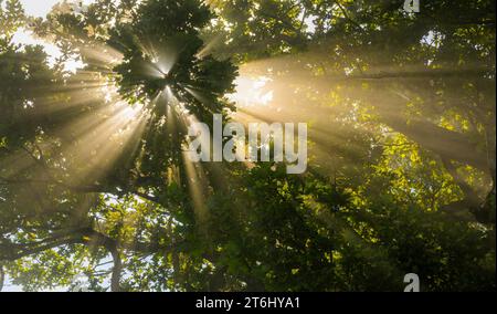Sonnenstrahlen brechen durch den Nebel einer Eiche, Oberbayern, Bayern, Deutschland Stockfoto