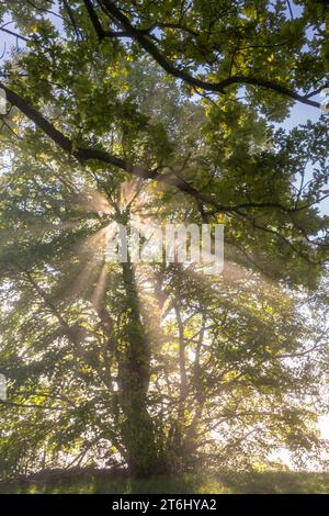 Sonnenstrahlen brechen durch den Nebel einer Eiche, Oberbayern, Bayern, Deutschland Stockfoto