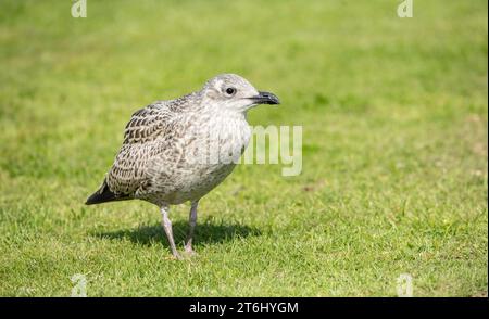 Nahaufnahme der juvenilen Heringsmöwe Larus argentatus auf einem grünen Grasrasen Stockfoto