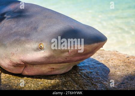 Tote Bullenhaie, auch bekannt als der Sambesi-Hai in Afrika, gefangen in Angelhaken, hören Sie den Hafen launay Beach, Mahe Seychellen Stockfoto