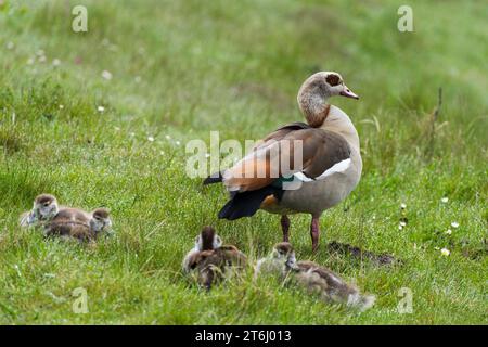 Ägyptische Gans (Alopochen aegyptiaca), ausgewachsener Vogel mit Küken, Halbinsel Eiderstedt, Nationalpark Schleswig-Holsteinisches Wattenmeer, Deutschland, Schleswig-Holstein, Nordseeküste Stockfoto