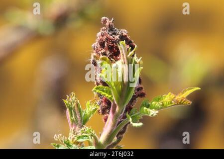 Nahaufnahme einer Blüte des Essigbaums Stockfoto