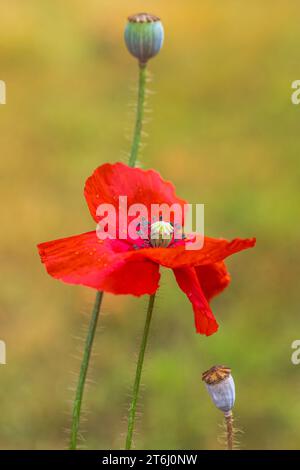 Opiummohn (Papaver somniferum) im Garten Stockfoto