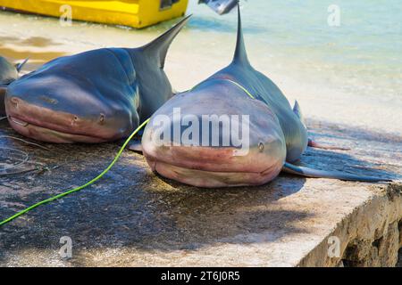 Tote Bullenhaie, auch bekannt als der Sambesi-Hai in Afrika, gefangen in Angelhaken, hören Sie den Hafen launay Beach, Mahe Seychellen Stockfoto