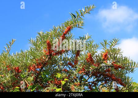 Dornhai (Hippophae rhamnoides) ist eine Pflanzenart der Gattung Sanddorne (Hippophae) Stockfoto