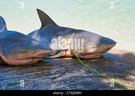 Tote Bullenhaie, auch bekannt als der Sambesi-Hai in Afrika, gefangen in Angelhaken, hören Sie den Hafen launay Beach, Mahe Seychellen Stockfoto