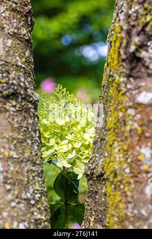 Blühende Panicle hydrangea 'Grandiflora' (Hydrangea paniculata) im Garten Stockfoto
