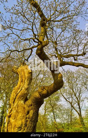 Tausendjährige Eiche (Quercus) in Dötlingen im Naturpark Wildeshauser Geest. Stockfoto