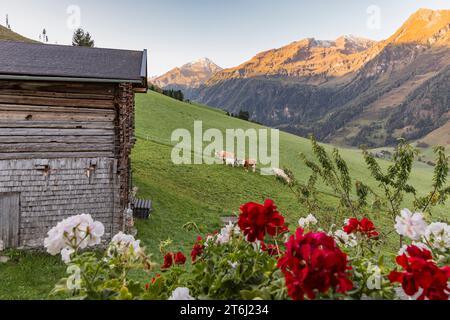 Kühe auf der Almweide, Sonnenaufgang, Fröstlberg im Rauristal mit Blick auf die Berge, Schafkarkopf, 2727 m, Edlenkopf, 2924 m, Ritterkopf, 3006 m, Rauris, Pinzgau, Österreich Stockfoto