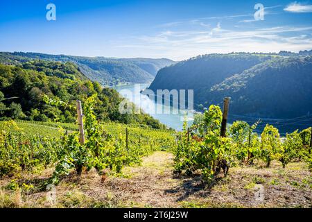 Weinberge zwischen Loreley und Spitznack im oberen Mittelrheintal, Erntezeit, Stockfoto