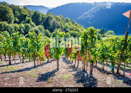 Weinberge zwischen Loreley und Spitznack im oberen Mittelrheintal, Erntezeit, Stockfoto